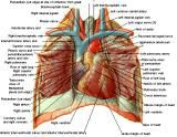 Anatomie:hart,longen,mediastinum,vagus,azygos,trachea,bronchus,vena cava,slokdarm,oesophagus,larynx,cor,diaphragma